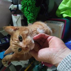 Image of Stripes, Lost Cat