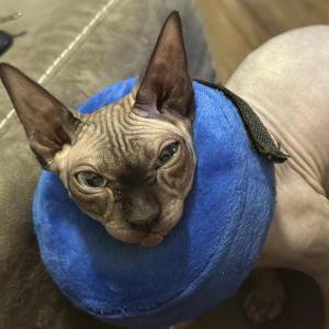 Lost Cat Cleo