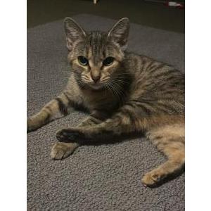 Lost Cat Roach