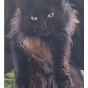 Lost Cat Negra