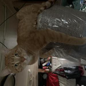 Lost Cat Orange