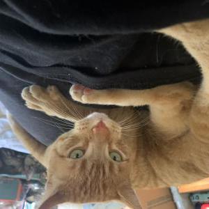 2nd Image of Orange, Lost Cat