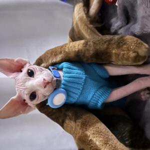 Lost Cat Dobby