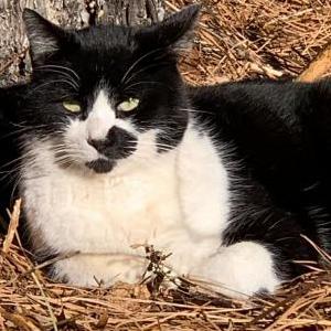 Image of Harley, Lost Cat