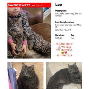 Lost Cat Leo