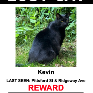 Image of kevin, Lost Cat