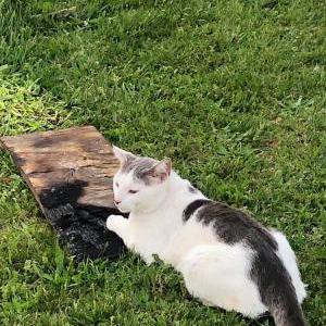 Lost Cat Bee