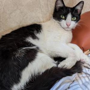 Lost Cat Fray