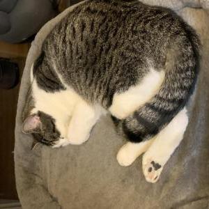 Image of Alice, Lost Cat
