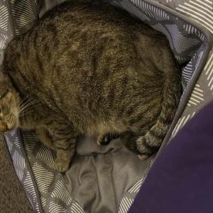 Lost Cat nova