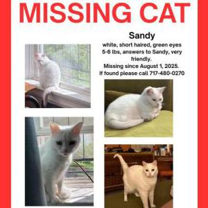 Lost Cat Sandy