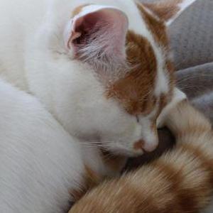 Lost Cat Loki