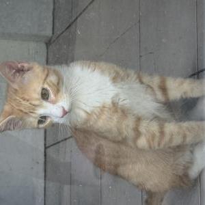 Lost Cat G