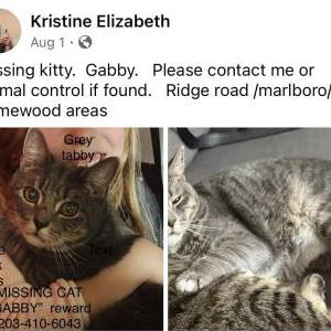 Lost Cat Gabby
