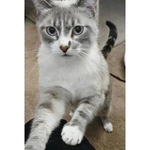 Lost Cat RUDY