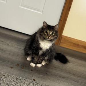 Image of Stormy, Lost Cat