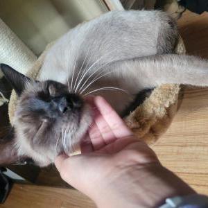 Lost Cat Ash