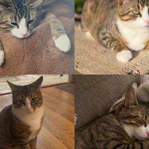 Image of Jasper, Lost Cat