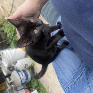 Lost Cat Ninja