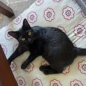 Lost Cat Rhiannon