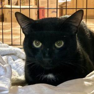 Found Cat unknown