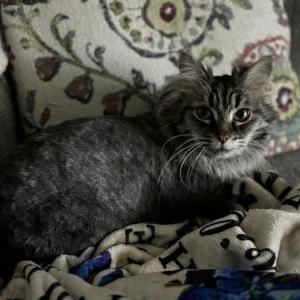 Image of Jinx, Lost Cat