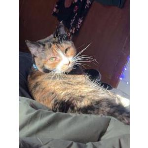 Lost Cat Lil Peanut