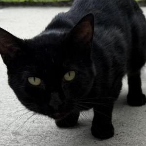 Found Cat No