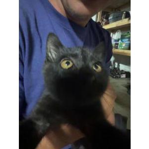 Lost Cat Blackjack