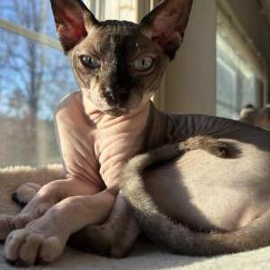 Lost Cat Ziggy