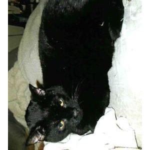 Lost Cat Rocky or Boy Boy