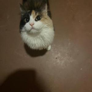 Lost Cat Luna