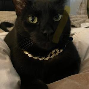 Lost Cat Onyx