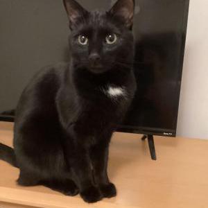 Lost Cat Inky