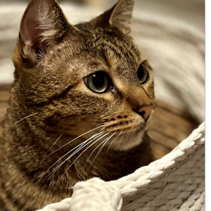 Lost Cat Phoebe