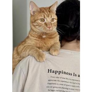 Image of Rocky (Momo) Waziri, Lost Cat