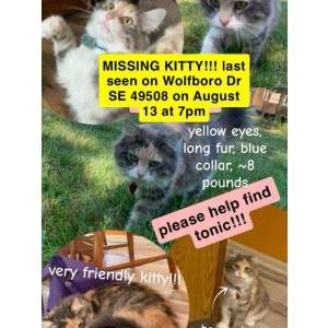 Image of Tonic, Lost Cat