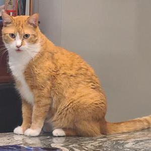 Lost Cat Cheeto