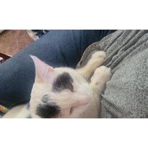 Lost Cat Roars