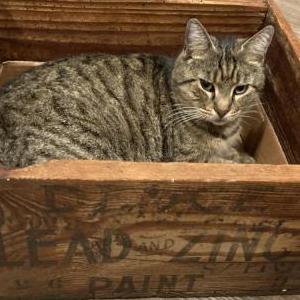 Lost Cat Pirate