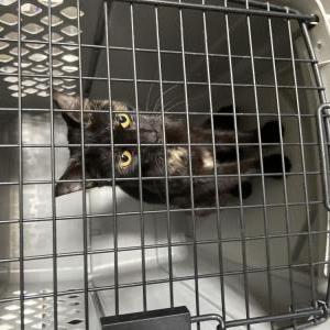 Found Cat Unknown (Pumpkin)