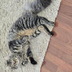 Image of Pillsbury, Lost Cat