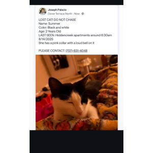 Lost Cat Summer