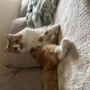 Lost Cat Simon