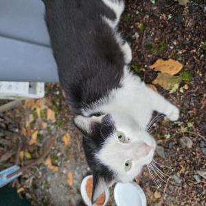 Found Cat Unknown