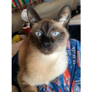Lost Cat sai