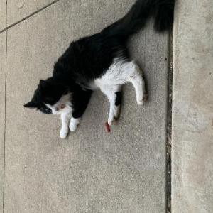 Image of Oreo, Lost Cat