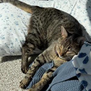 Image of Leo, Lost Cat