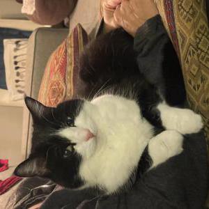 Lost Cat Iggy