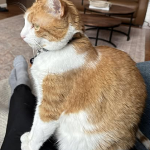 Image of Bitty, Lost Cat
